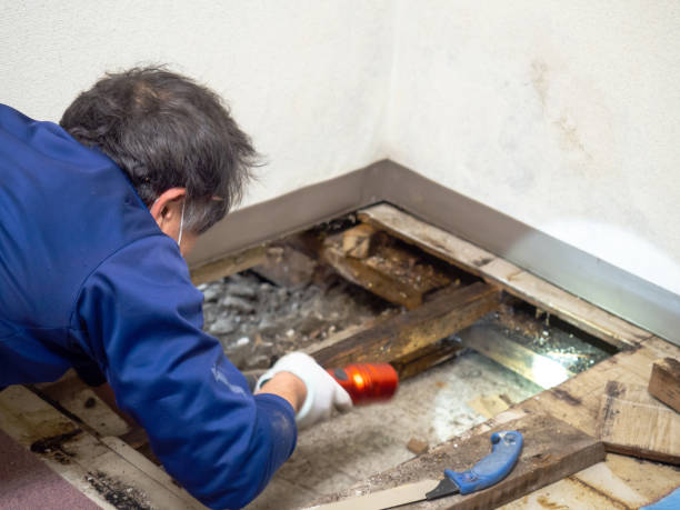 Best Residential Mold Remediation in Catawba, SC