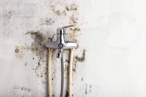Best Bathroom Mold Remediation in Catawba, SC