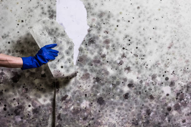 Best Black Mold Remediation in Catawba, SC
